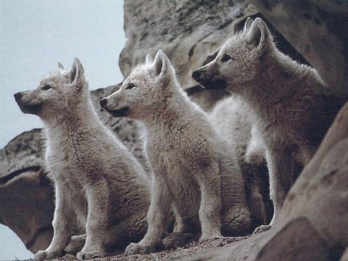 Уход за волчатами