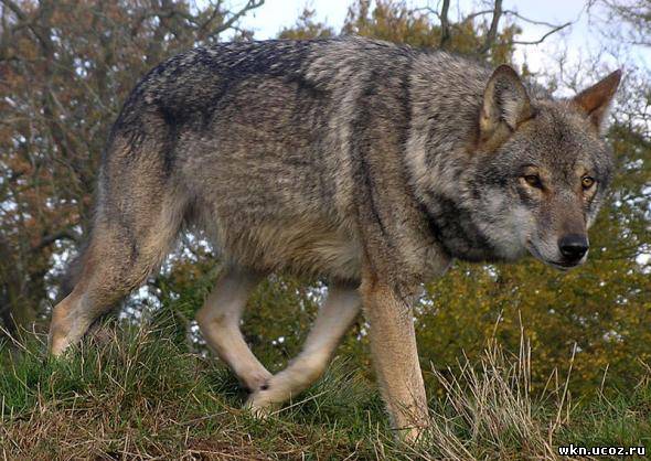 крупным планом: волк (canis lupus)