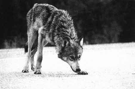 Происхождение волков