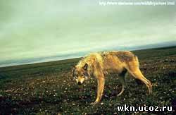 Аляскинский прибрежный или полярный волк