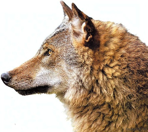 Морфологическая эволюция волка