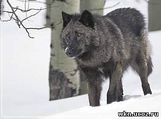 Британо-колумбийский волк