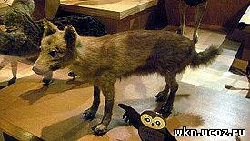 Хондосский японский волк