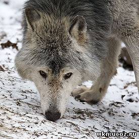 Буффалский волк