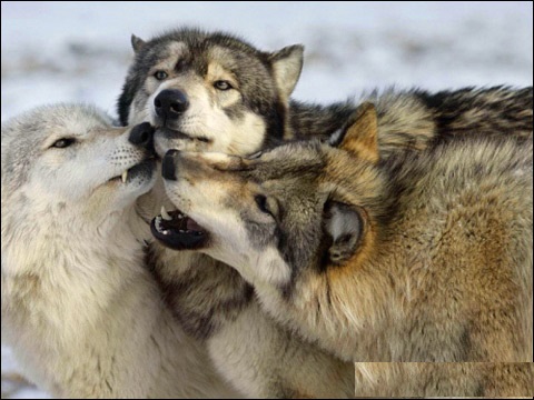 Правда о волках