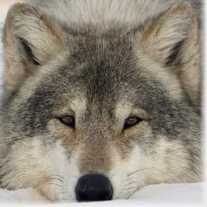 Видовой диагноз волка Canis (Canis) lupus Linnaeus, 1758